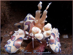 Harlequin Shrimp (Hymenocera elegans) at Seraya, Bali (Ca... by Marco Waagmeester 